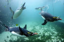 PENGUIN DIVING 7